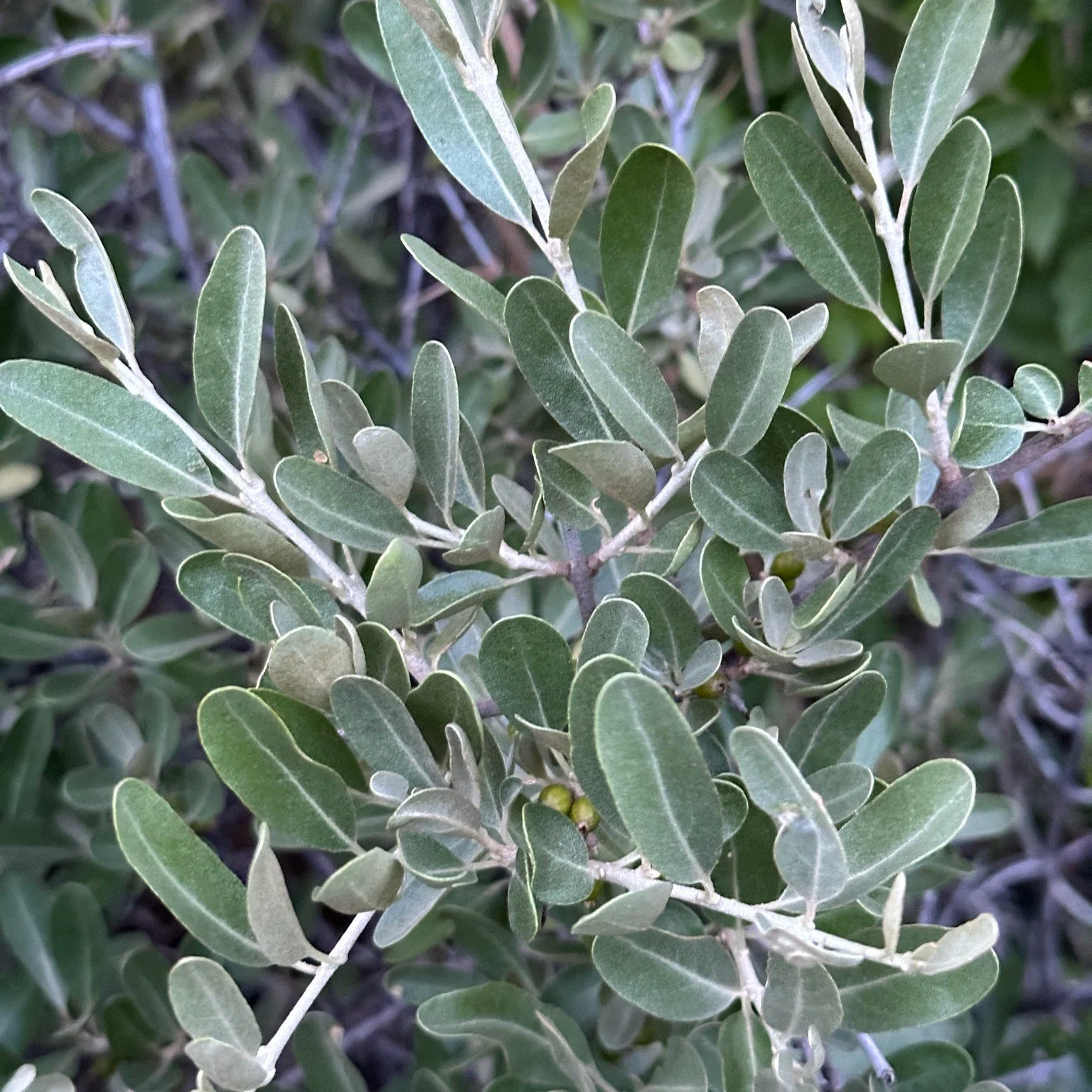 Silver Buffaloberry — Wanderlust Nursery